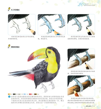 Nové Farebné Ceruzky, náčrt, vstup knihy Čínskej línie kresby knihy Zvierat náčrte základné vedomosti návod knihy pre začiatočníkov